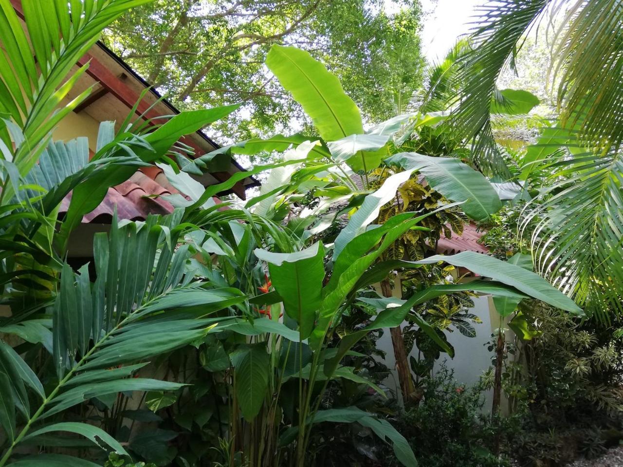 Funky Monkey Lodge Playa Santa Teresa  外观 照片